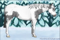 Horse Color:Smoky Blue Roan Splash Tobiano Frame