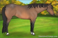 Horse Color:Buckskin Roan 
