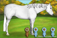 Horse Color:Gray Bay 