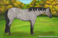 Horse Color:Grullo Roan 