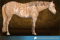 Horse Color:Silver Blue Roan Pearl Splash Tobiano Frame  Brindle