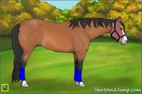 Horse Color:Bay Sabino
