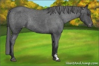 Horse Color:Black Sabino Frame Appaloosa Rabicano
