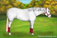 Horse Color:Buckskin Dun Near Leopard 