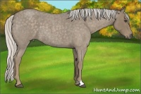 Horse Color:Silver Smoky Blue Roan 