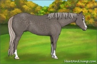 Horse Color:Silver Black Sabino 