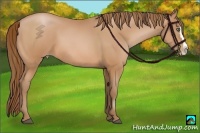 Horse Color:Bay Pearl Sabino Splash Frame
