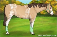 Horse Color:White Spotted Amber Champagne 