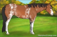 Horse Color:White Spotted Bay 