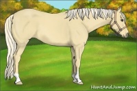 Horse Color:Palomino 