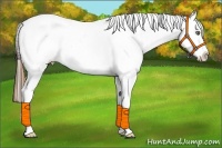 Horse Color:Amber Champagne Roan Appaloosa