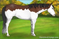 Horse Color:Bay Splash 