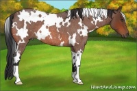 Horse Color:White Spotted Bay Roan