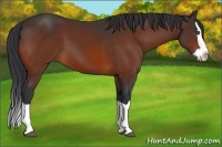 Horse Color:Bay Splash 