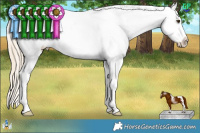 Horse Color:White Spotted Palomino Dun Sabino Splash Varnish Rabicano