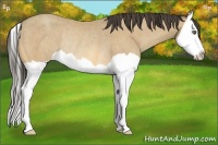 Horse Color:Amber Cream Champagne Splash Rabicano 