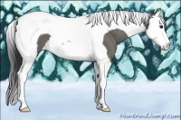 Horse Color:Grullo Splash Tobiano 