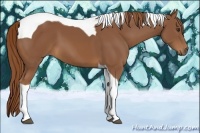 Horse Color:Chestnut Tobiano