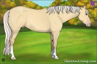 Horse Color:Silver Amber Cream Champagne Dun 