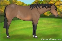 Horse Color:Unknown 