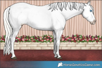 Horse Color:Silver Black Pearl Splash Tobiano Frame Appaloosa 