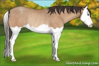 Horse Color:Amber Champagne Splash Rabicano 
