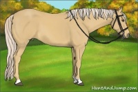 Horse Color:Palomino 