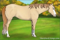 Horse Color:Gold Champagne Dun Sabino Splash Rabicano 