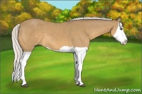Horse Color:Silver Buckskin Splash
