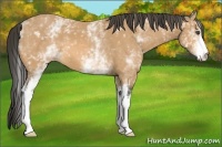 Horse Color:White Spotted Buckskin