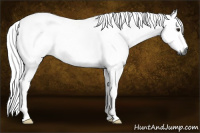 Horse Color:Gray Buckskin Tobiano Rabicano 