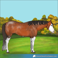 Horse Color:Bay Splash 