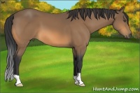 Horse Color:Buckskin 