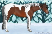 Horse Color:Bay Tobiano 