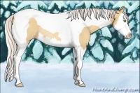 Horse Color:Silver Amber Champagne Dun Splash Tobiano Rabicano 