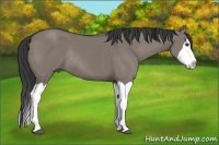 Horse Color:Grullo Sabino Splash Rabicano