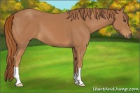 Horse Color:Chestnut 