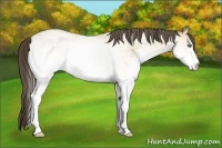 Horse Color:White Spotted Amber Cream Champagne Roan 