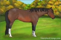 Horse Color:Unknown 