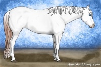 Horse Color:Grullo Splash Tobiano Appaloosa Rabicano 