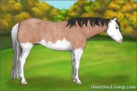 Horse Color:Bay Roan Splash 