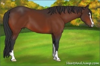 Horse Color:Bay Sabino 