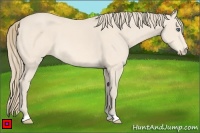 Horse Color:Perlino 
