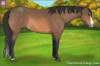 Horse Color:Buckskin Sabino Splash 