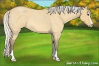 Horse Color:Silver Buckskin Roan Dun Sabino 