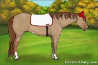 Horse Color:Red Dun Sabino 