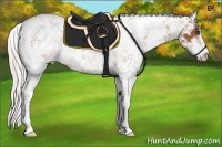Horse Color:Silver Bay Sabino