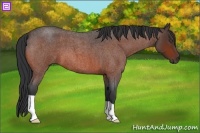 Horse Color:Bay Roan 