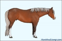 Horse Color:White Spotted Silver Bay Splash 