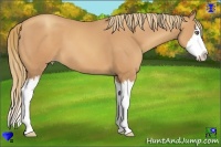 Horse Color:Gold Champagne Sabino Splash 